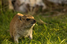 Image of Procavia capensis welwitschii (Gray 1868)