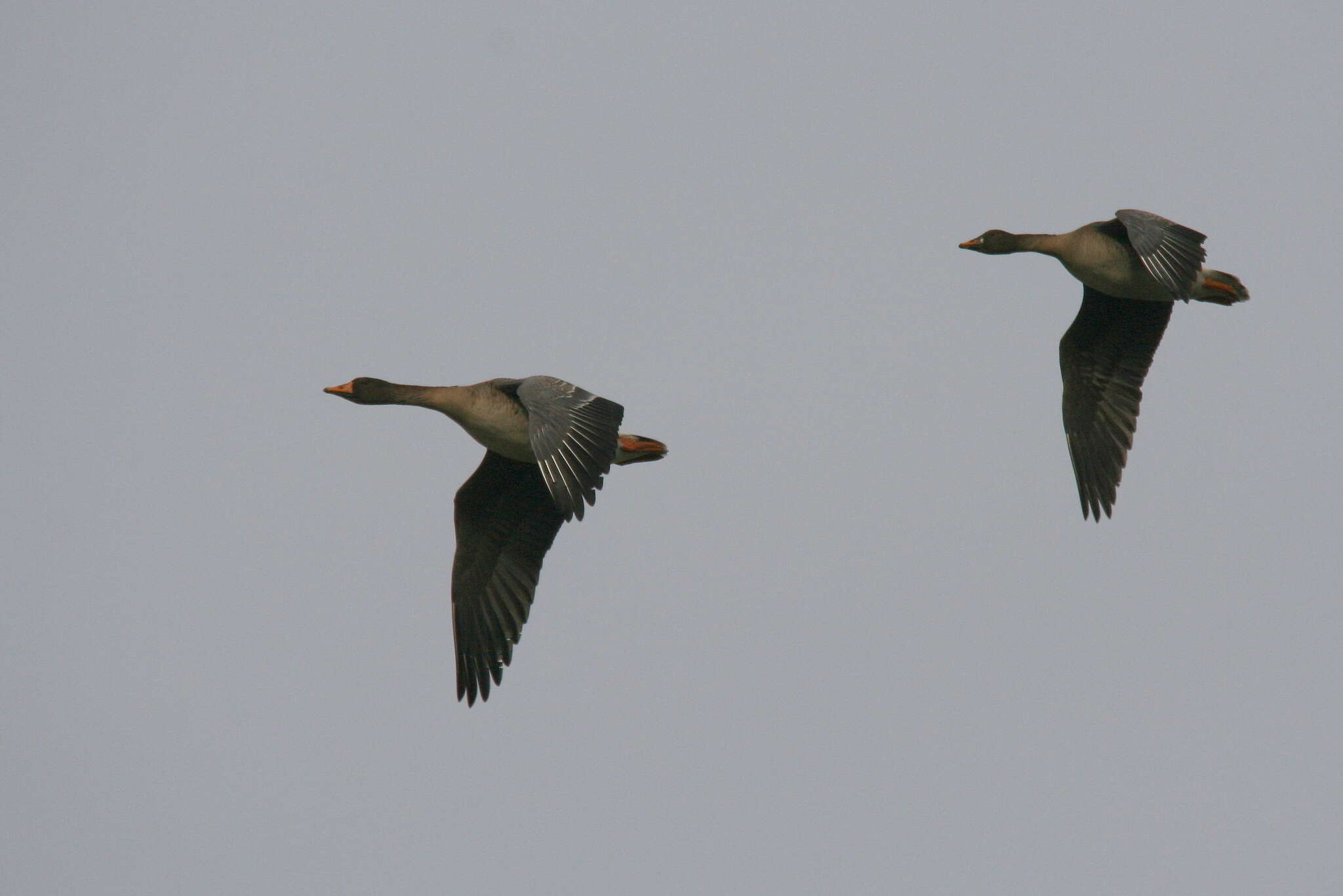 Image of Taiga Bean Goose