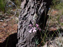 Image of Stylidium brunonianum Benth.