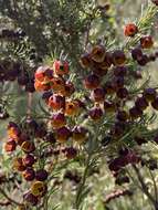 Image of sweet boronia