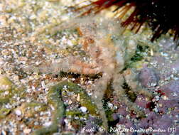 Image of rugose spider crab