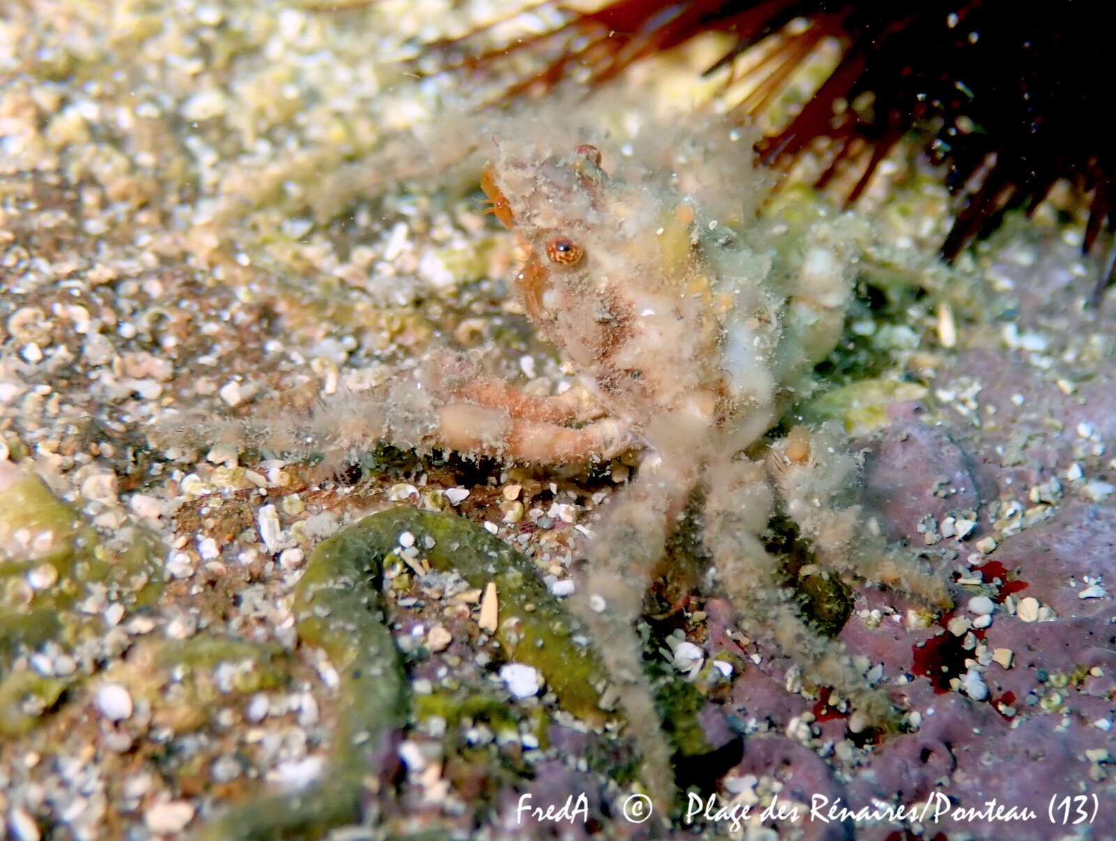 Image of rugose spider crab