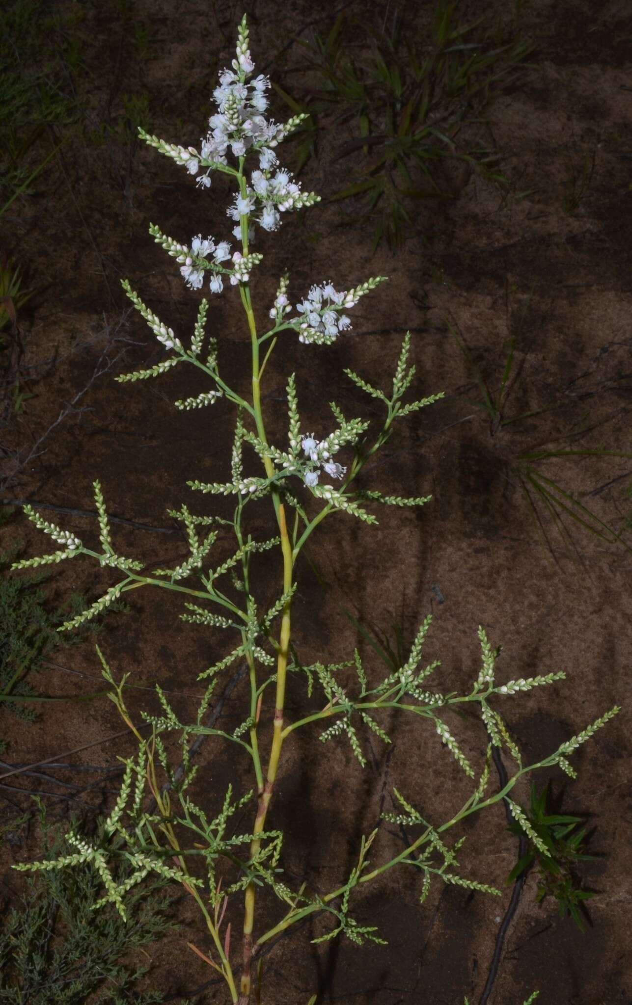 Image de Polygonella americana (Fisch. & Mey.) Small