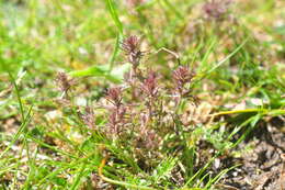 Image of dwarf owl's clover