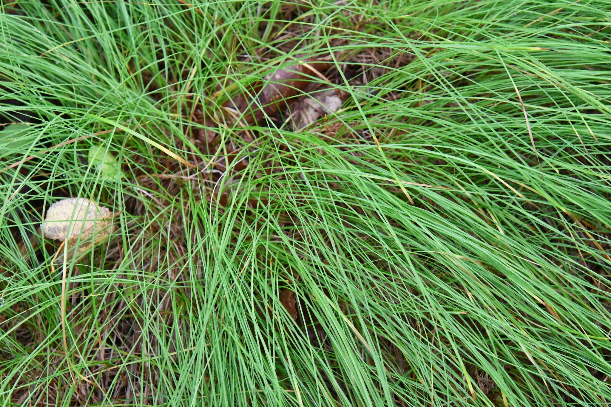 Image of Carex callitrichos V. I. Krecz.