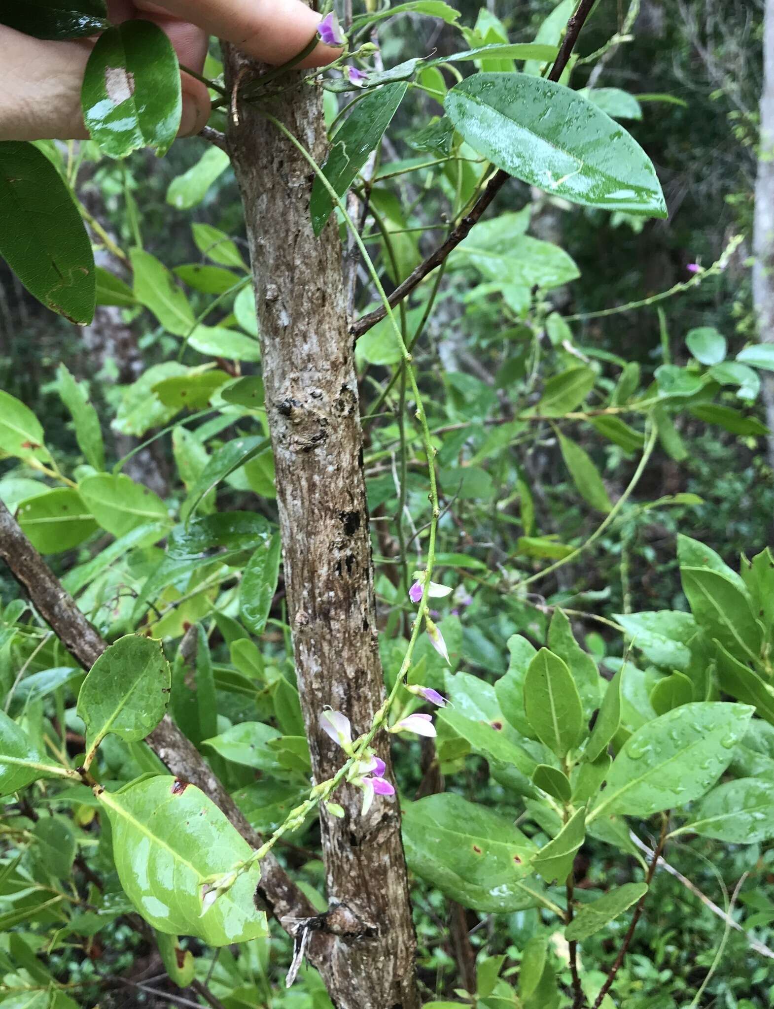 Image of Florida hammock milkpea