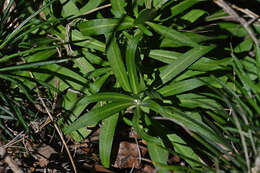 Image of Erysimum candicum subsp. candicum