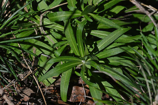 Image of Erysimum candicum Snogerup