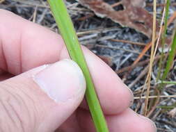 Image of jeweled blue-eyed grass