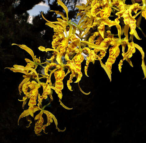 Image of Cyrtochilum pardinum Lindl.