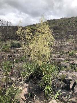 Image of Cottendorfia florida Schult. & Schult. fil.