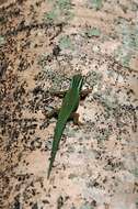 Image of Reunion Island ornate day gecko