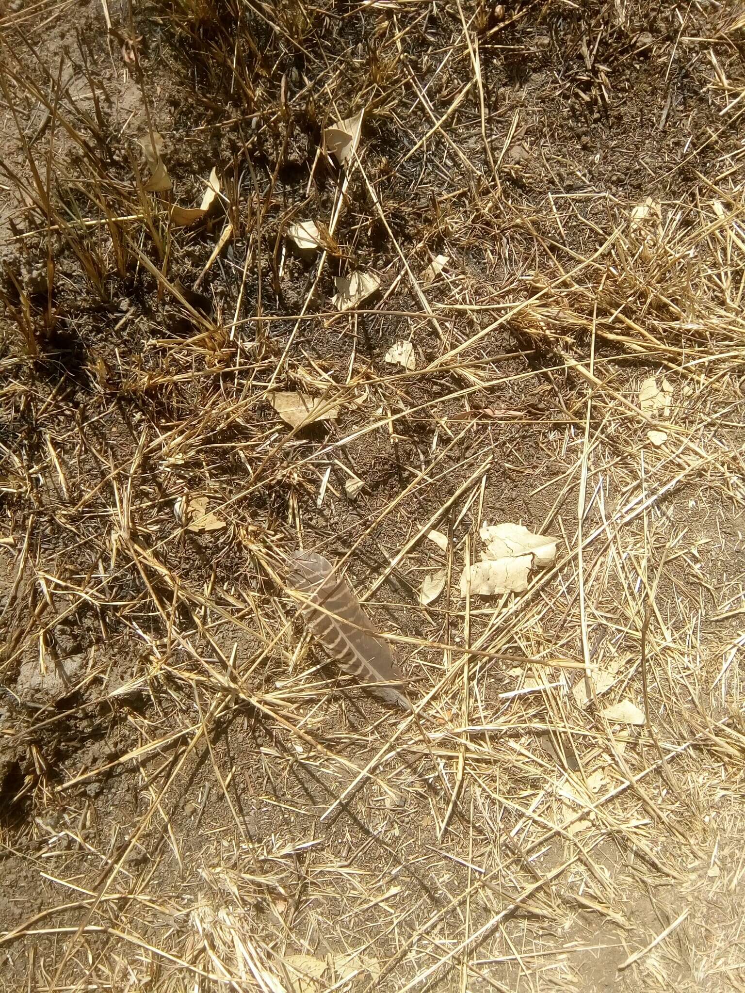 Image of Double-spurred Francolin