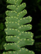 Image of Adiantum diaphanum Bl.