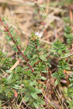 Image de Lythrum gracile Benth.