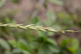 Слика од Astrebla lappacea (Lindl.) Domin