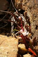 Image of Montia racemosa (Buchanan) Heenan