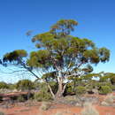 Image de Eucalyptus longissima D. Nicolle