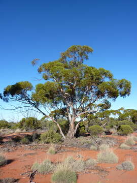 صورة Eucalyptus longissima D. Nicolle