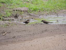 Image of Dusky Crag Martin