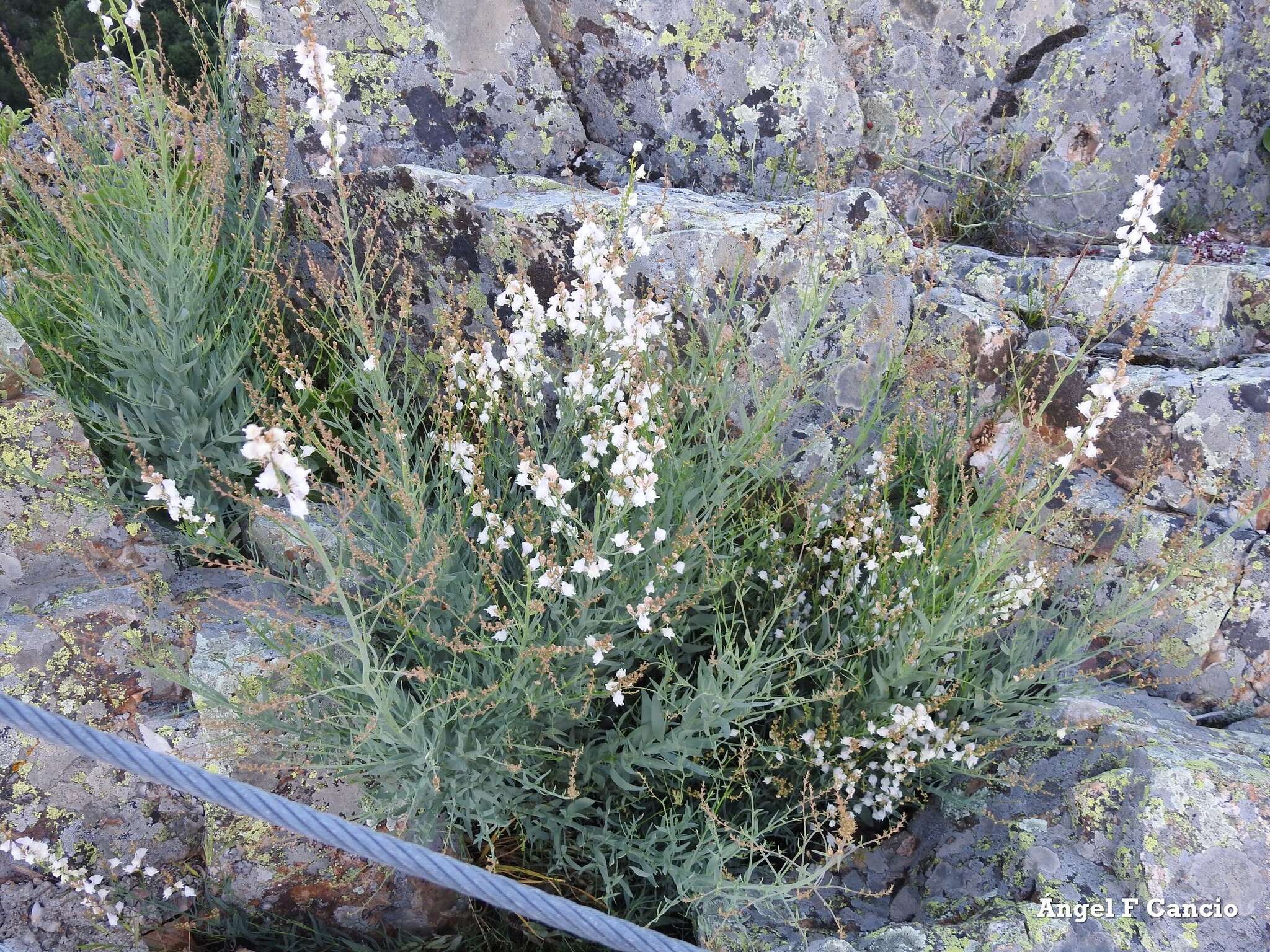 Image of Linaria nivea Boiss. & Reuter