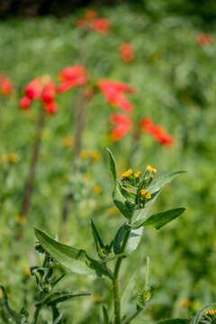 Image of Amsinckia calycina (Moris) Chater