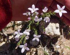 Sivun Houstonia acerosa var. acerosa kuva