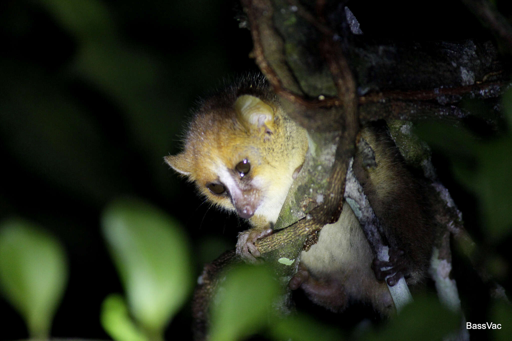 Image of Goodman's Mouse Lemur