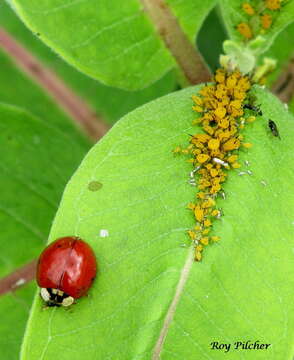 Image of Harmonia axyridis (Pallas 1773)