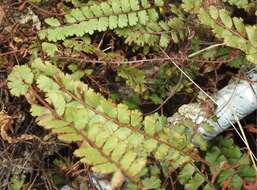 Adiantum ciliatum Bl.的圖片