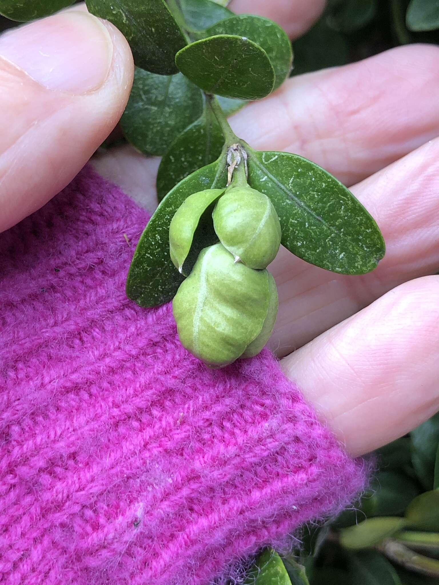 Image of Boxwood Psyllid