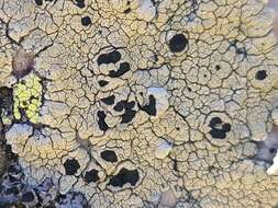 Image of Armenia tephromela lichen