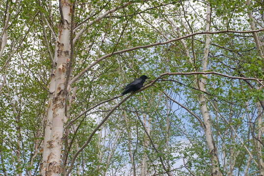 Image of Eastern Carrion Crow