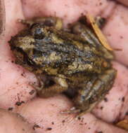 Image of Cabreria Spiny-chest Frog