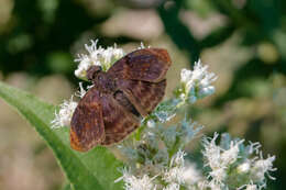 Image of Chiomara mithrax Möschler 1878