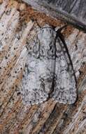 Acronicta retardata Walker 1861的圖片