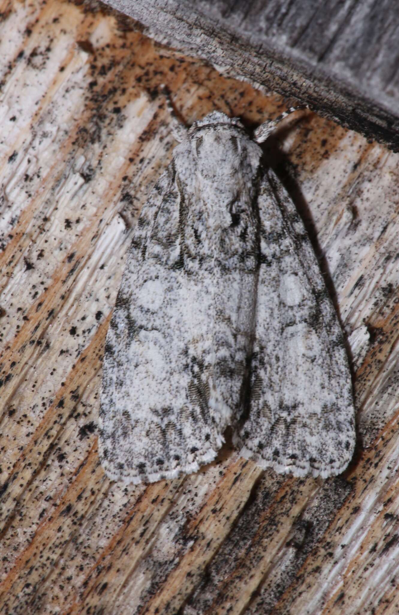 Acronicta retardata Walker 1861的圖片