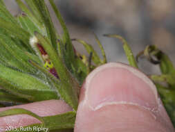 Image of Castilleja cerroana Edwin