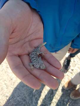 Image of Namib Day Gecko