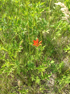 Lilium philadelphicum L. resmi