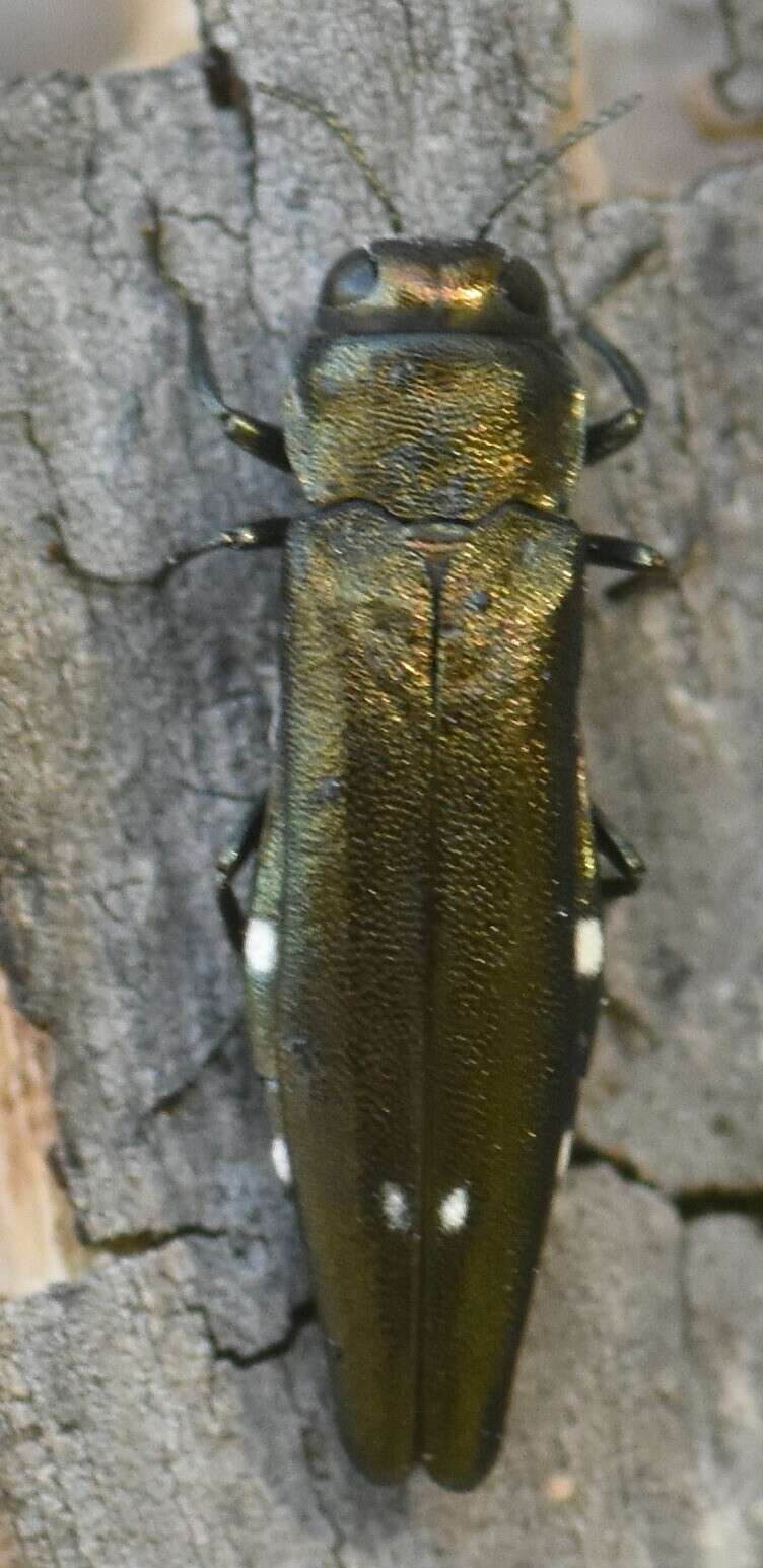 Image of Oak Splendor Beetle