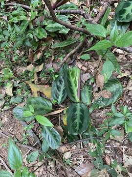 Image of Maranta cristata Nees & Mart.