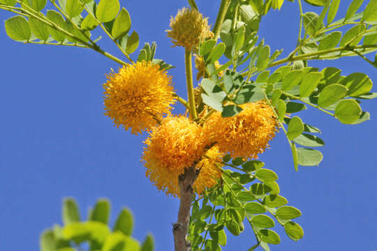 Image of littleleaf leadtree