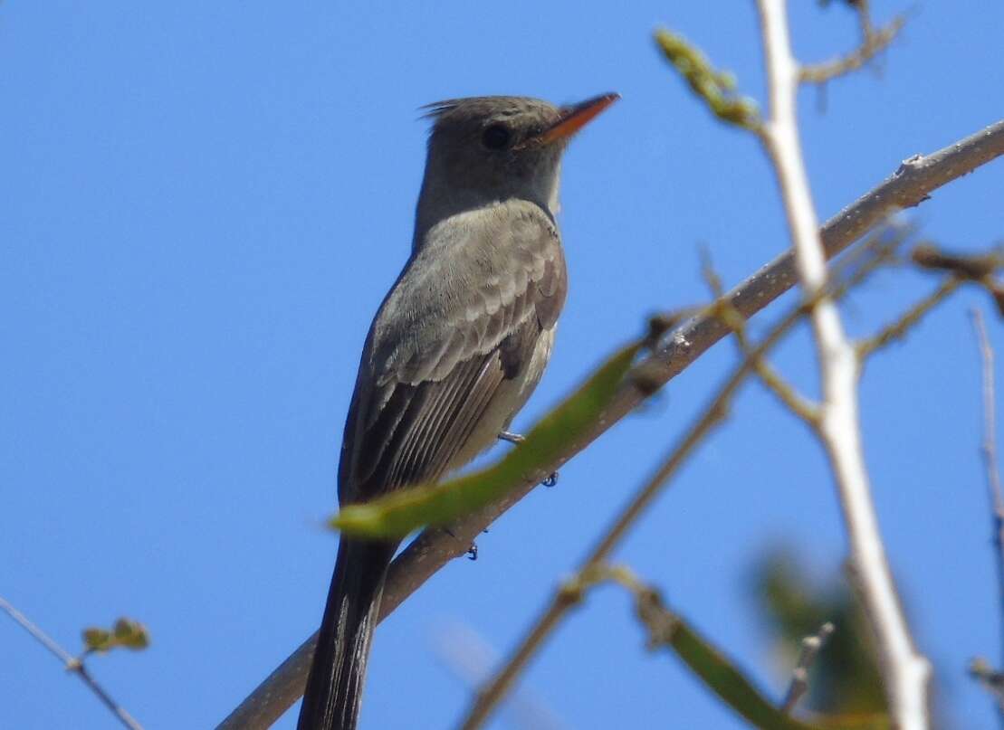 Image of Greater Pewee