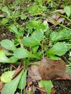 Plancia ëd Micranthes clusii subsp. lepismigena (Planellas) Gornall