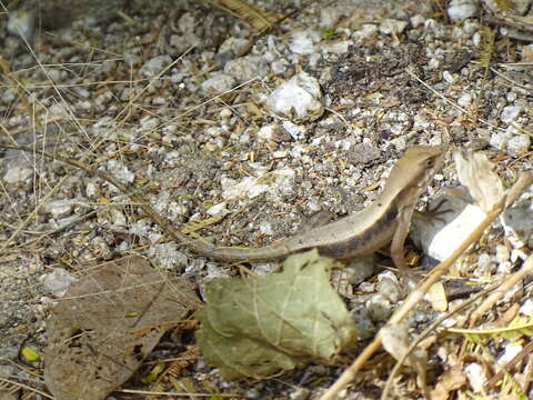 Image of Longtail Spiny Lizard