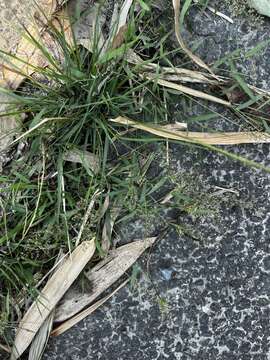 Image of Feather Love Grass