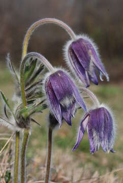 Image of Pulsatilla montana (Hoppe) Rchb.