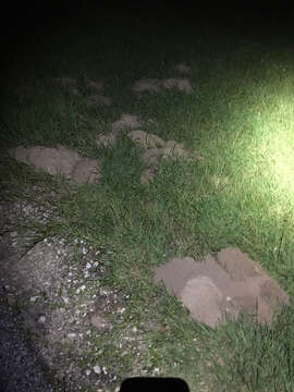 Image of Baird's Pocket Gopher