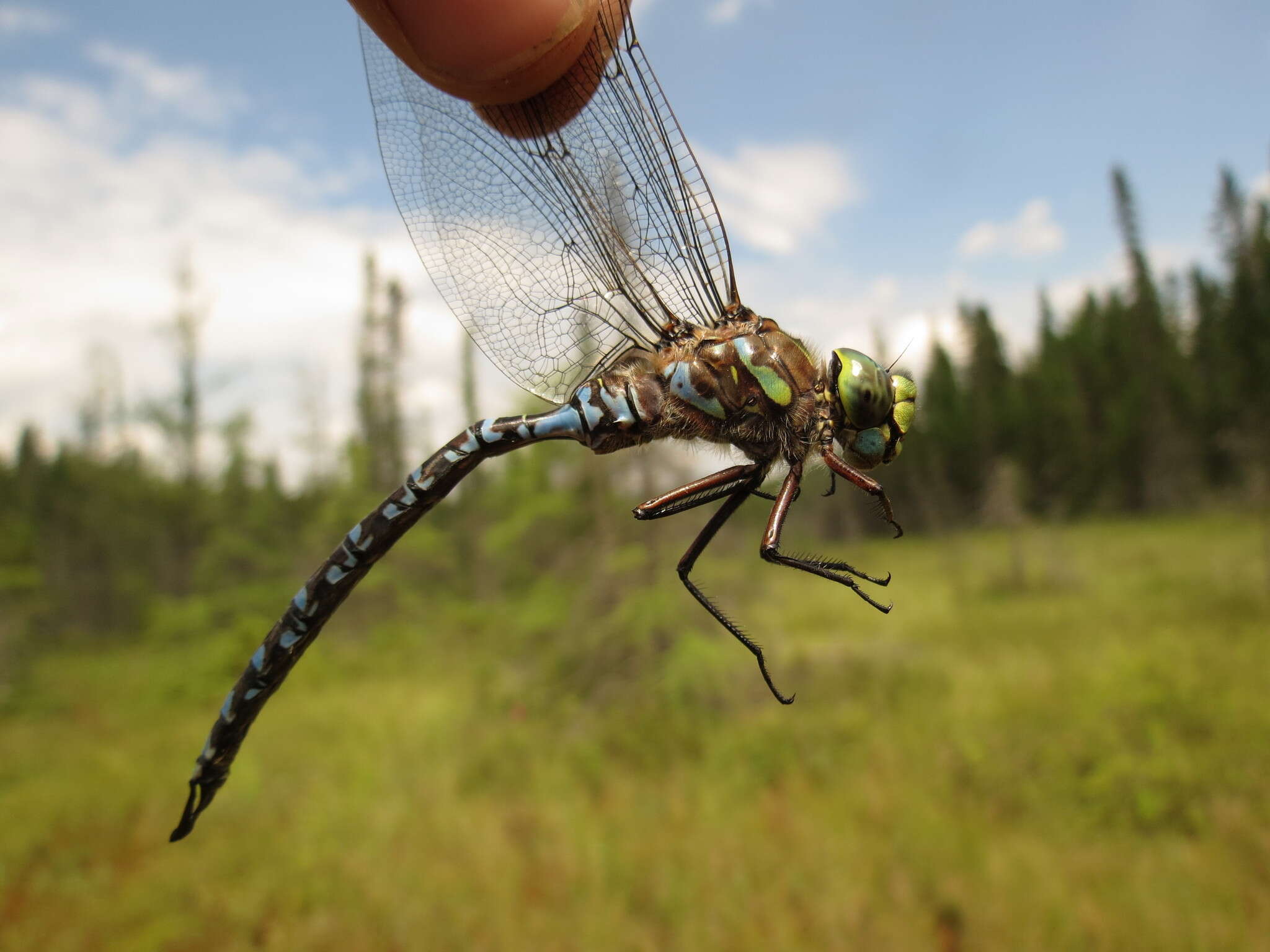 Image of Lake darner